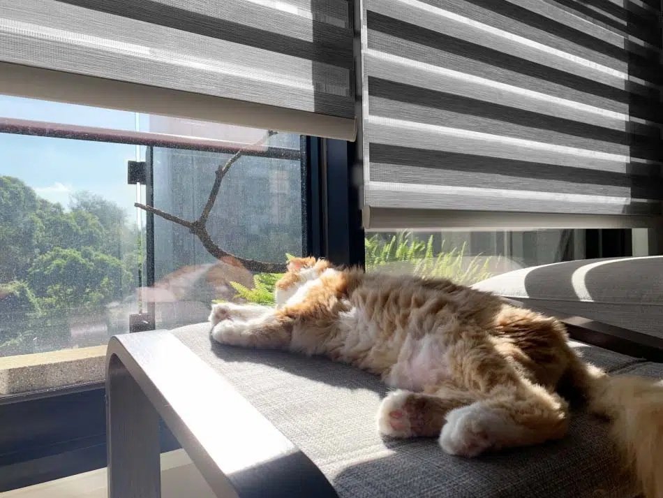 blinds for pets